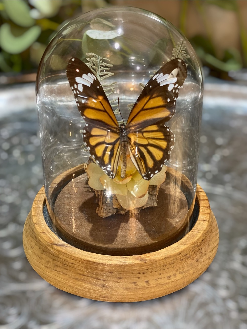 Vintage Taxidermy Butterfly in Glass Dome Danaus Genutia Monarch Australia